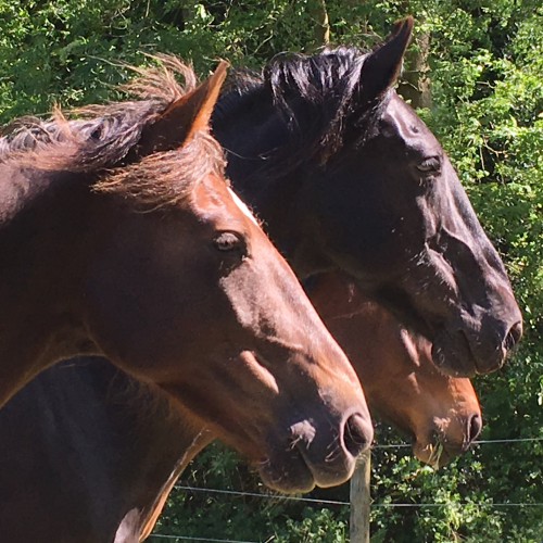 Three horses