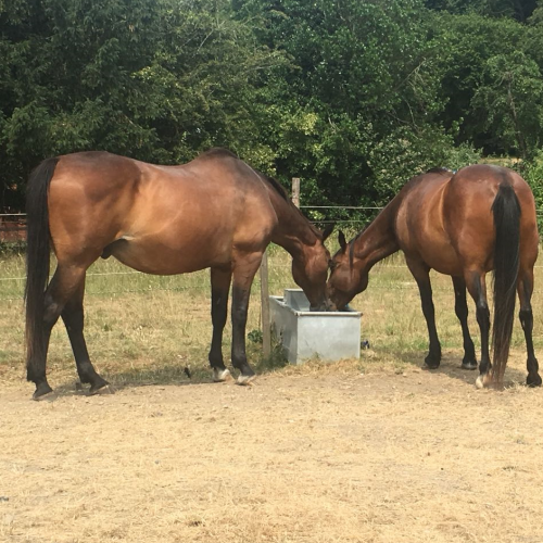 Sharing a water trough