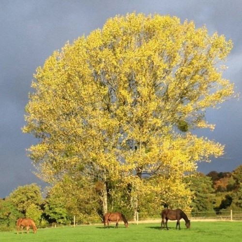 Mistletoe tree