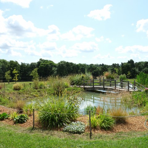 Pond