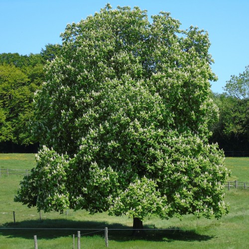 Chestnut tree