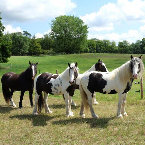 Family standing