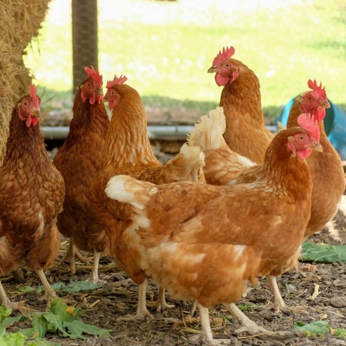 Hens