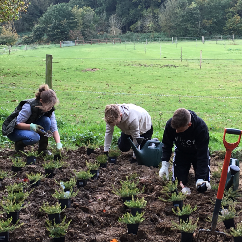 Heathers planting