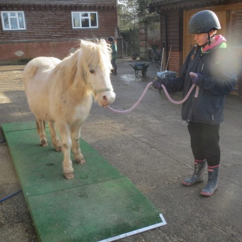 Weighing a horse