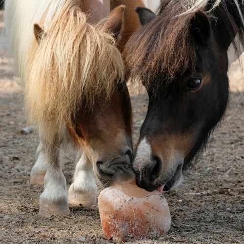 Sharing a salt lick