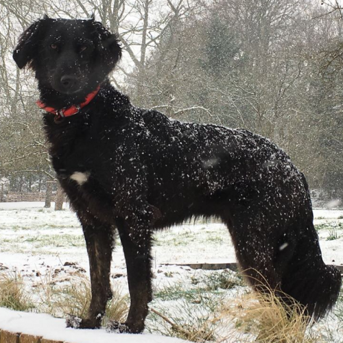 Angel standing in snow