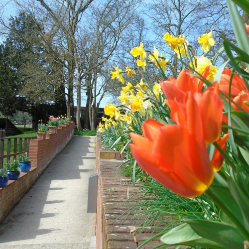 Flowers on ramp