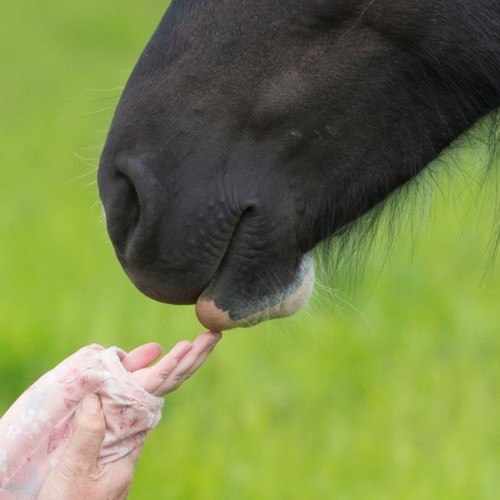 Hand on nose