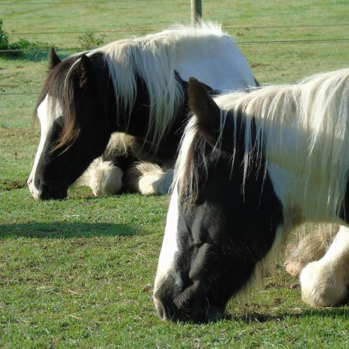 Snoozing horses