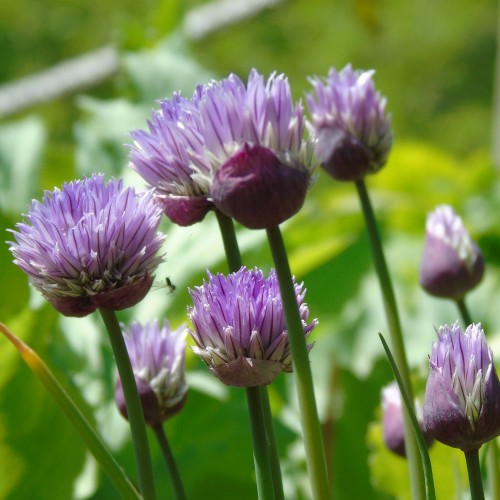 Chive flowers