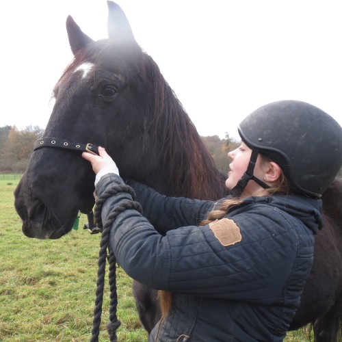 Headcollaring a horse